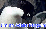 What penguin are you?